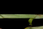 Bur-reed sedge